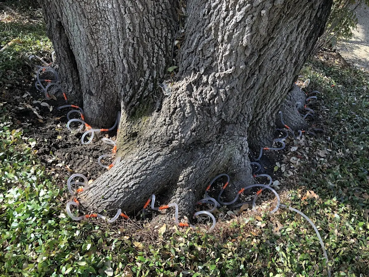 Detailed Tree Cabling and Bracing job site in Ellisville