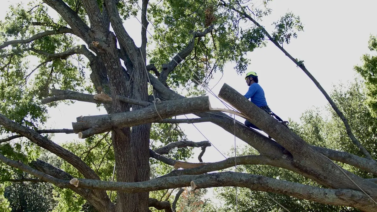 Professional Crown Thinning performed by certified arborists in Ellisville