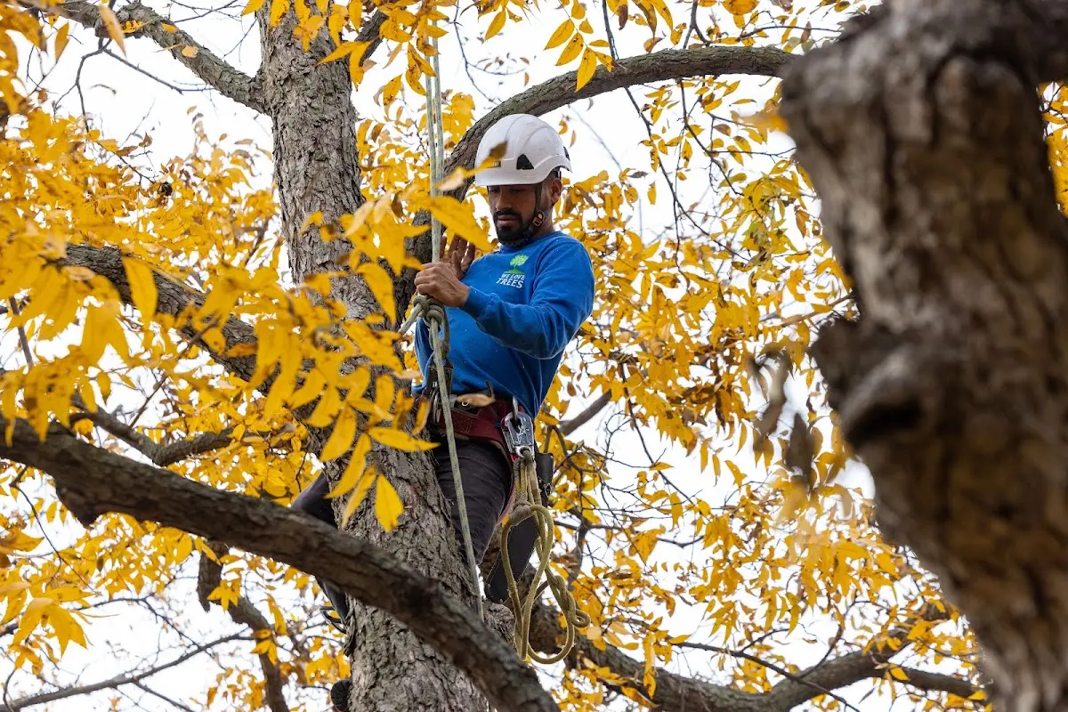 Skilled Tree Planting crew working in Ellisville