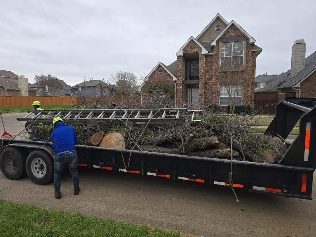 Expert Tree Removal with proper safety equipment in Ellisville